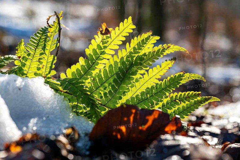 Macro shot of a small fern frond in backlight, surrounded by snow on forest floor, Germany