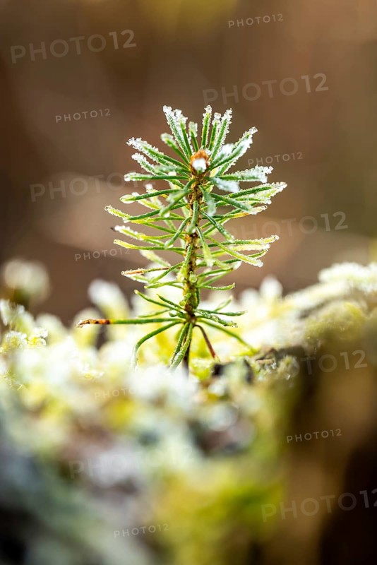 Close-up of a small pine sprout covered with frost at the bottom of a forest, blurred background, Germany