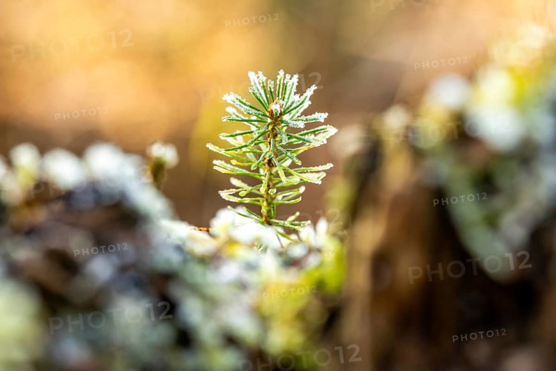 Close-up of a small pine sprout covered with frost at the bottom of a forest, blurred background, Germany