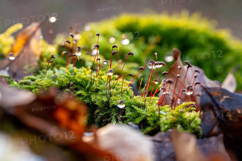 Macro photograph of deciduous moss (Bryophyta) with sporophytes, wetted with water droplets glistening in the light, on the ground of a forest in winter, Germany