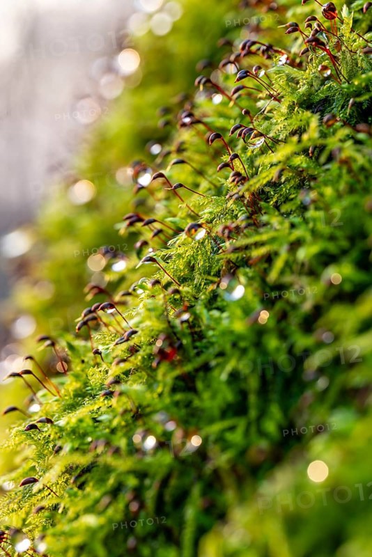 Macro photograph of deciduous moss (Bryophyta) with sporophytes, wetted with water droplets glistening in the light, on the ground of a forest in winter, Germany