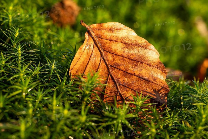Close-up of an autumnal brown coloured leaf on green lady's moss (Polytrichum commune) in the forest, Germany