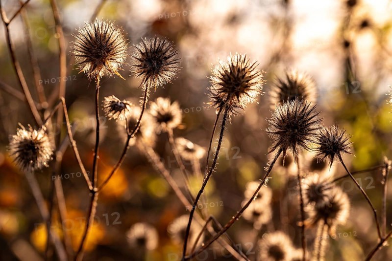 Dry thistles (Echinops) Dry fruiting stems of the hairy teasel (Dipsacus pilosus) glow in autumn backlight, Germany