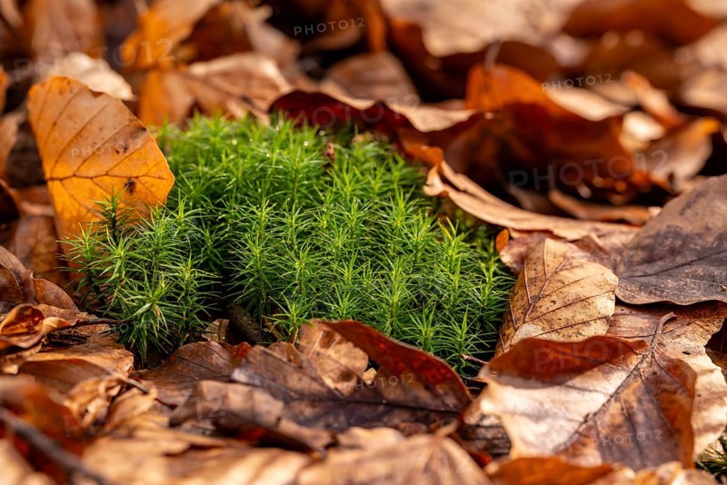 Common haircap moss (Polytrichum commune) grows among old autumn leaves on the forest floor, Germany
