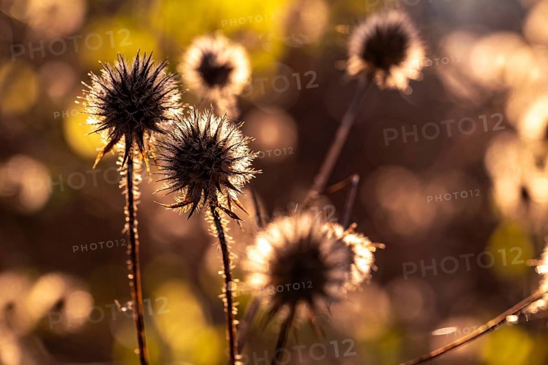 Close-up of the dry fruiting stems of the hairy teasel (Dipsacus pilosus) in autumnal backlight, Germany