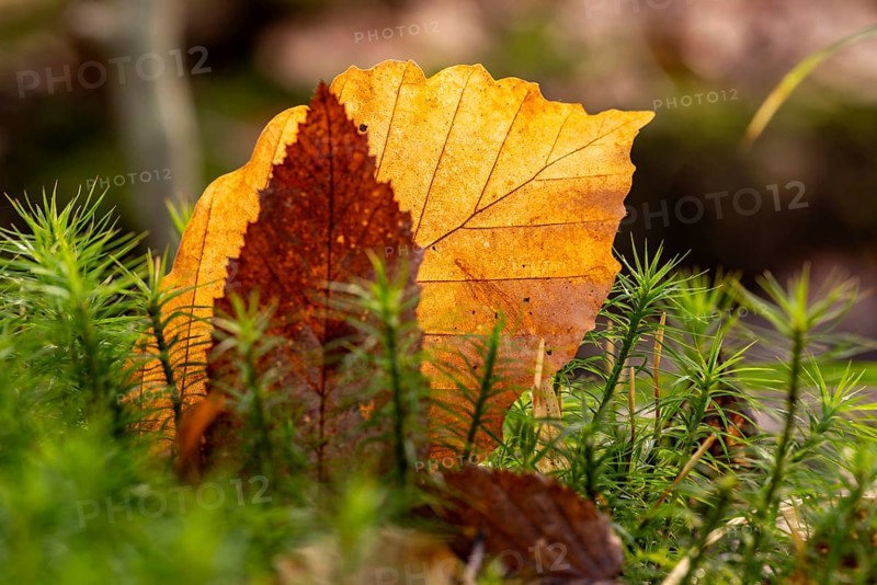 Close-up of autumn-coloured leaves against the light, amidst green lady's moss (Polytrichum commune) in the forest, Germany