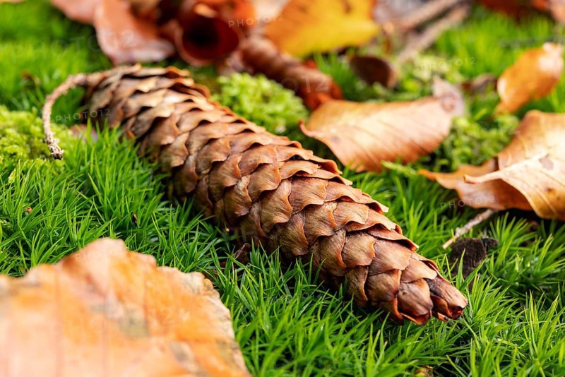 A ripe pine cone lies on lush green moss surrounded by autumn leaves at the bottom of a forest, Germany
