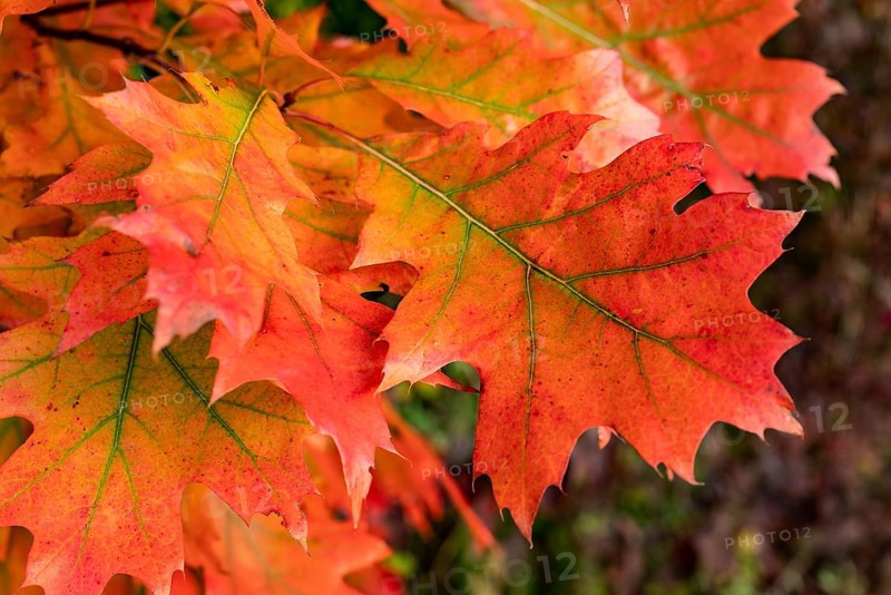 Close-up of the autumnal colourful leaves of a red oak (Quercus rubra) with red, orange and green tones in a forest, Germany