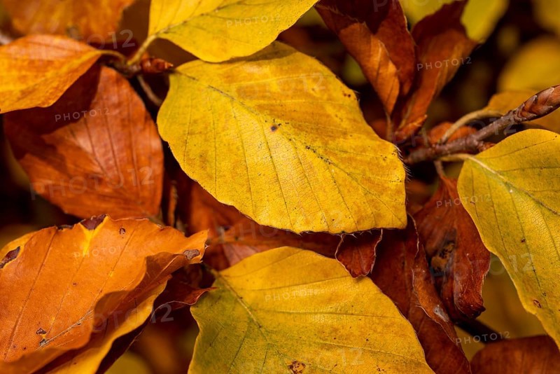 Format-filling close-up of the autumnal colourful leaves of a beech (Fagus) with yellow, orange and brown tones in a forest, Germany