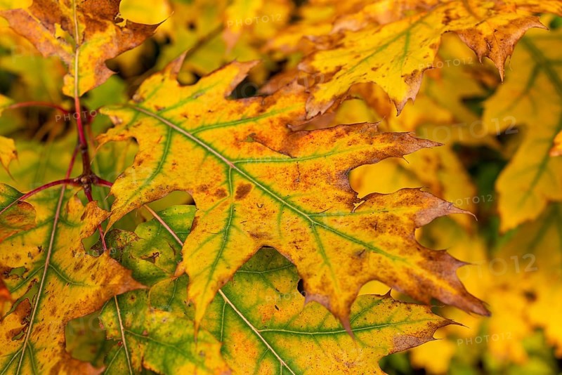 Close-up of the autumnal colourful leaves of a red oak (Quercus rubra) with yellow and green tones in a forest, Germany