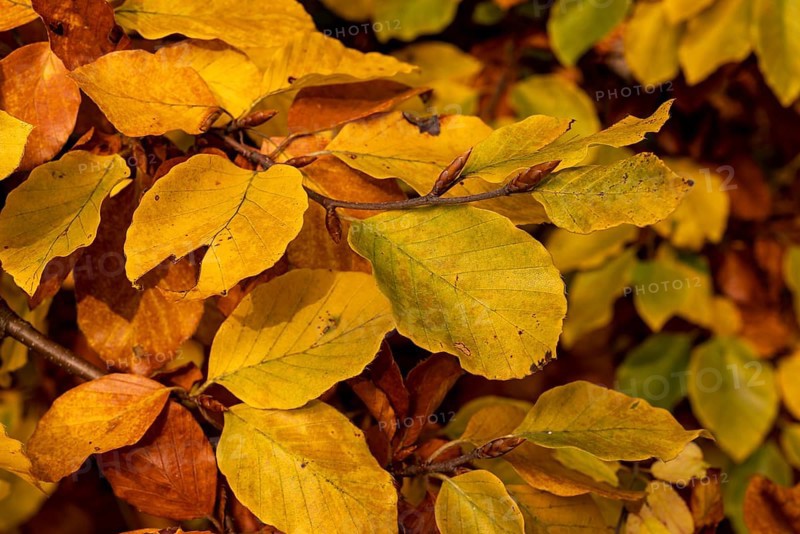 Full-format photograph of the autumnal, colourful leaves of a beech (Fagus) with yellow, orange and brown tones in a forest, Germany