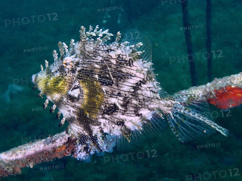 A bizarre jewellery filefish (Chaetodermis penicilligerus), filefish, swimming next to an algae-covered structure, dive site Secret Bay, Gilimanuk, Bali, Indonesia