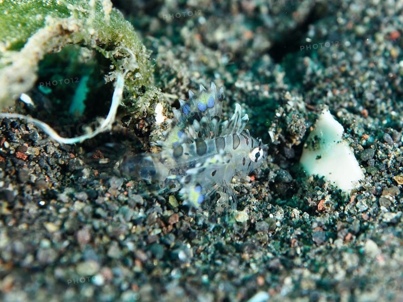 Small transparent fish with blue accents, zebra dwarf lionfish (Dendrochirus zebra) juvenile, on a sandy bottom. Dive site Puri Jati, Umeanyar, Bali, Indonesia