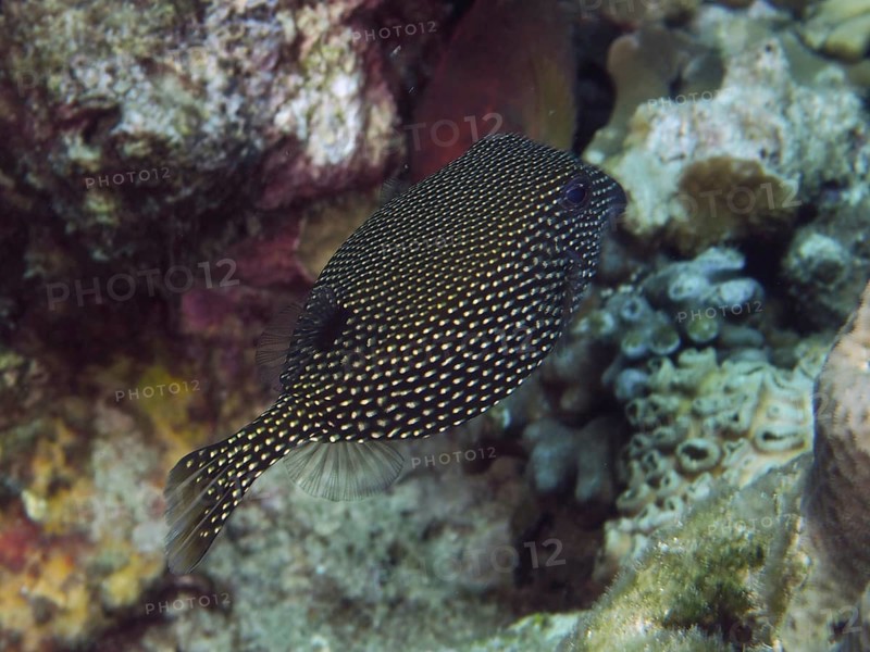 Black fish with white dots, white tufted boxfish (Ostracion meleagris) female, hovering near a reef. Dive site Twin Reef, Penyapangan, Bali, Indonesia
