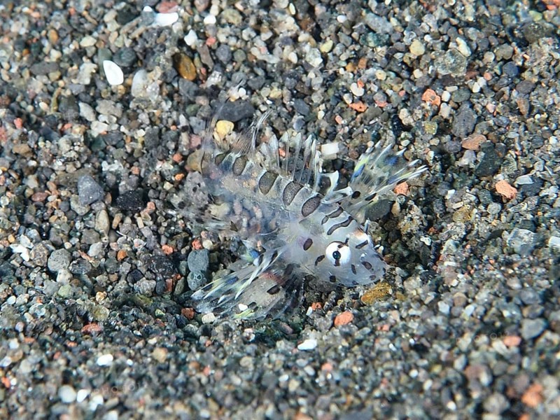 Transparent fish, zebra lionfish (Dendrochirus zebra) juvenile, perfectly camouflaged on a sandy bottom. Dive site Puri Jati, Umeanyar, Bali, Indonesia