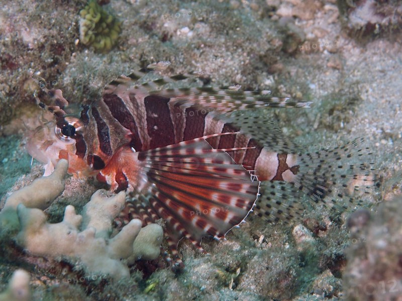 Lionfish with striped fins, zebra dwarf lionfish (Dendrochirus zebra), lying on the reef floor. Dive site Twin Reef, Penyapangan, Bali, Indonesia