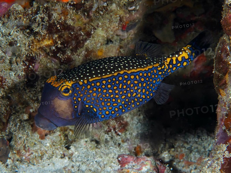 Blue-orange boxfish with a dotted pattern, white tufted boxfish (Ostracion meleagris), in the reef. Dive site Gamat Bay, Nusa Ceningan, Nusa Penida, Bali, Indonesia