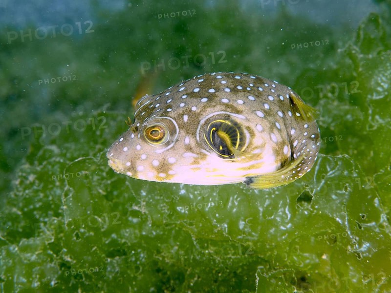 Pufferfish with white-spotted pattern, white-spotted pufferfish (Arothron hispidus) juvenile, swimming in front of a green algae background. Dive site Secret Bay, Gilimanuk, Bali, Indonesia