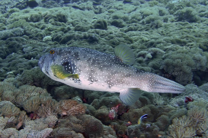 Spotted pufferfish, white-spotted pufferfish (Arothron hispidus), swimming above a reef. Dive site Toyapakeh, Nusa Ceningan, Nusa Penida, Bali, Indonesia