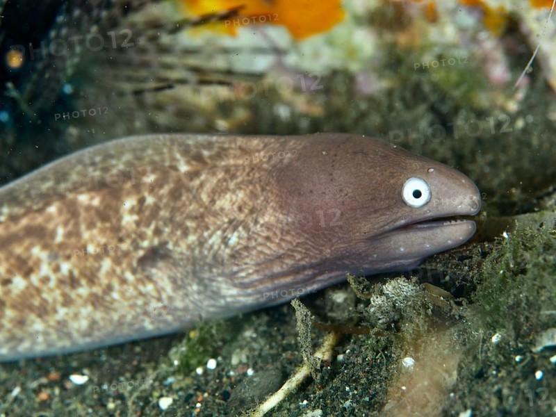 Close-up of white-eyed moray eel (Gymnothorax thyrsoideus), moray eel, with attentive facial expression. Dive site Puri Jati, Umeanyar, Bali, Indonesia