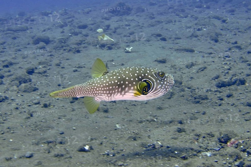 Pufferfish with dotted pattern, white spotted pufferfish (Arothron hispidus), swimming above a seabed. Dive site USAT Liberty, Tulamben, Bali, Indonesia
