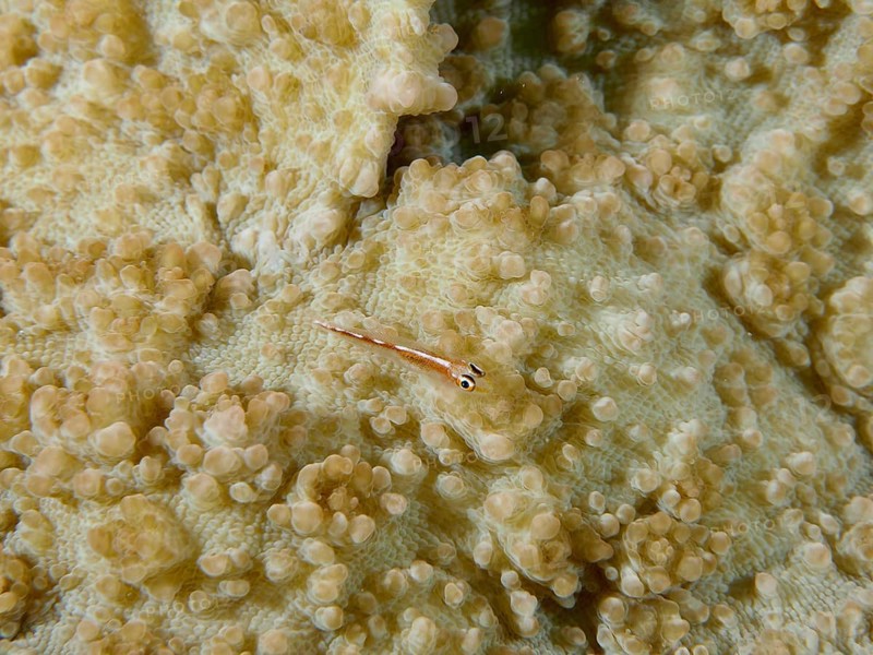 Tiny fish, transparent dwarf goby (Bryaninops erythrops), on the detailed structure of a coral under water. Dive site Spice Reef, Penyapangan, Bali, Indonesia