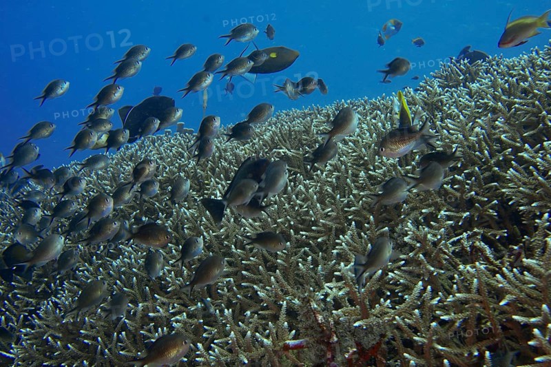 School of Ternate Swallowtails (Chromis ternatensis) over a coral reef in the blue ocean. Dive site SD, Nusa Ceningan, Nusa Penida, Bali, Indonesia