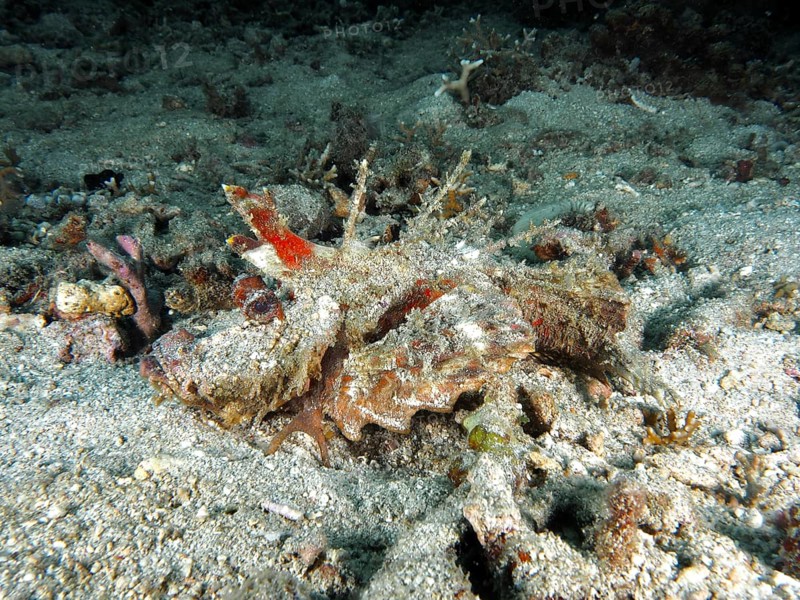 A spiny devil fish (Inimicus didactylus) rests camouflaged between stony corals on the seabed. Dive site Pidada, Penyapangan, Bali, Indonesia