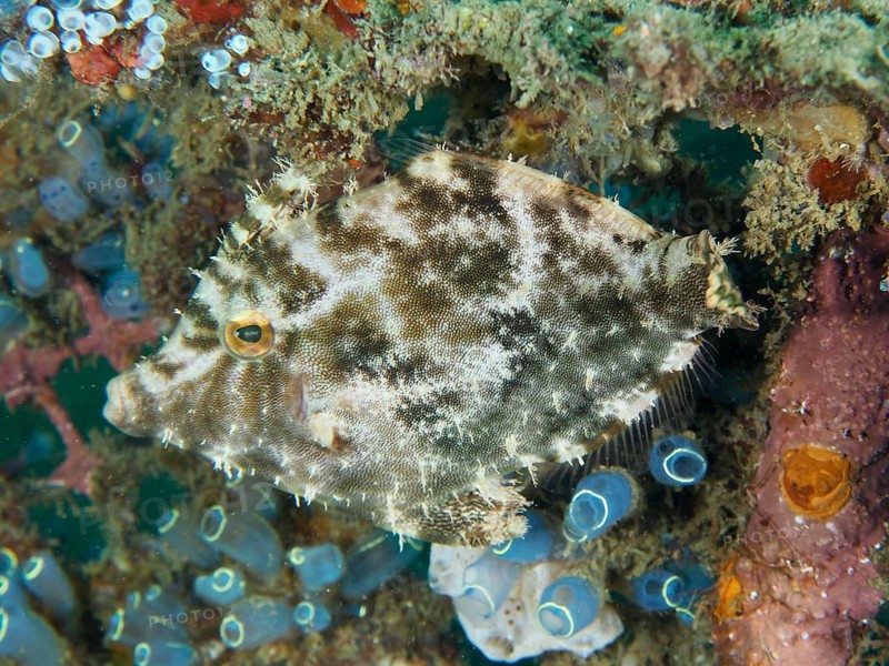 A fish with a camouflage pattern, seagrass filefish (Acreichthys tomentosus), hides in the coral reef. Dive site Secret Bay, Gilimanuk, Bali, Indonesia