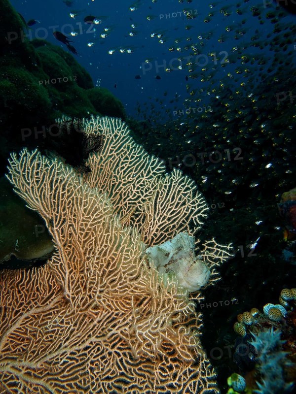A well-camouflaged fish, a rocking fish (Taenianotus triacanthus), lurks for prey in a giant fan coral (Annella mollis), glass fish swim above it, dive site Pidada, Penyapangan, Bali, Indonesia