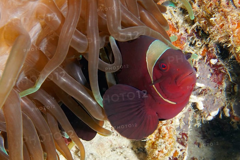 Red clownfish, velvet anemonefish, spiny anemonefish (Amphiprion biaculeatus) under the protection of a sea anemone. Dive site Coral Garden, Menjangan, Bali, Indonesia