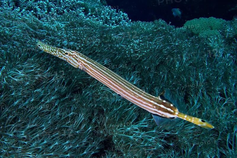 Chinese trumpetfish (Aulostomus chinensis) camouflaged among seaweed. Dive site Toyapakeh, Nusa Ceningan, Nusa Penida, Bali, Indonesia