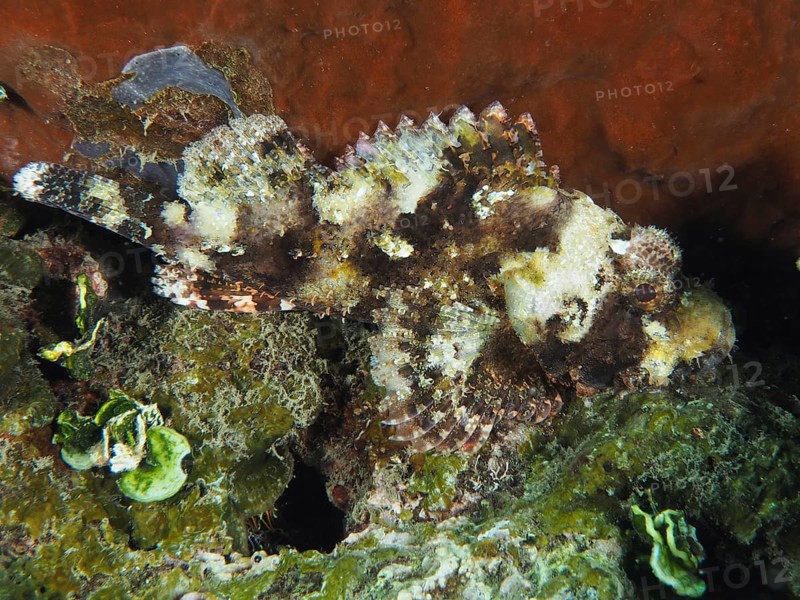 A well camouflaged Papuan scorpionfish (Scorpaenopsis papuensis) on a sea floor covered with algae. Dive site Prapat, Penyapangan, Bali, Indonesia