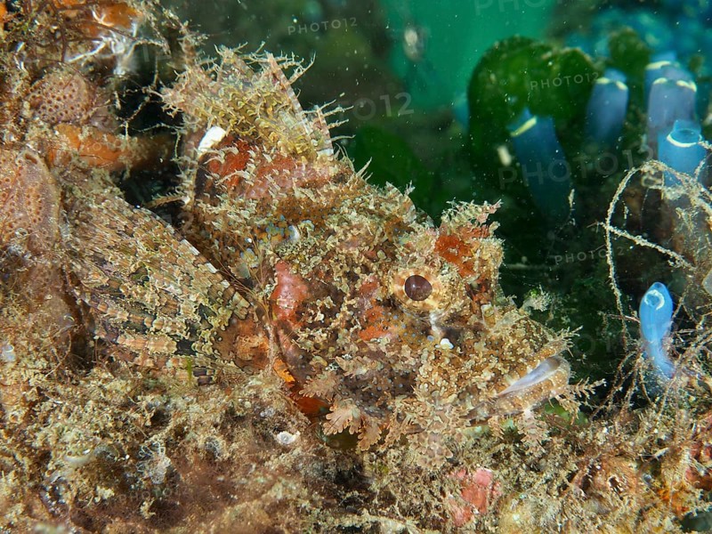 Well camouflaged Papuan scorpionfish (Scorpaenopsis papuensis) in a coral reef covered with algae. Dive site Secret Bay, Gilimanuk, Bali, Indonesia