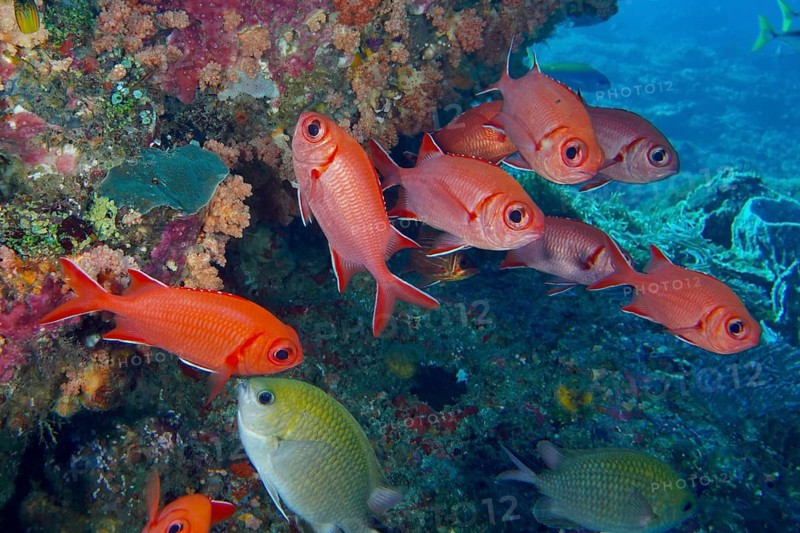 Red school of white-tipped soldierfish (Myripristis vittata) in a lively coral landscape. Dive site Toyapakeh, Nusa Ceningan, Nusa Penida, Bali, Indonesia