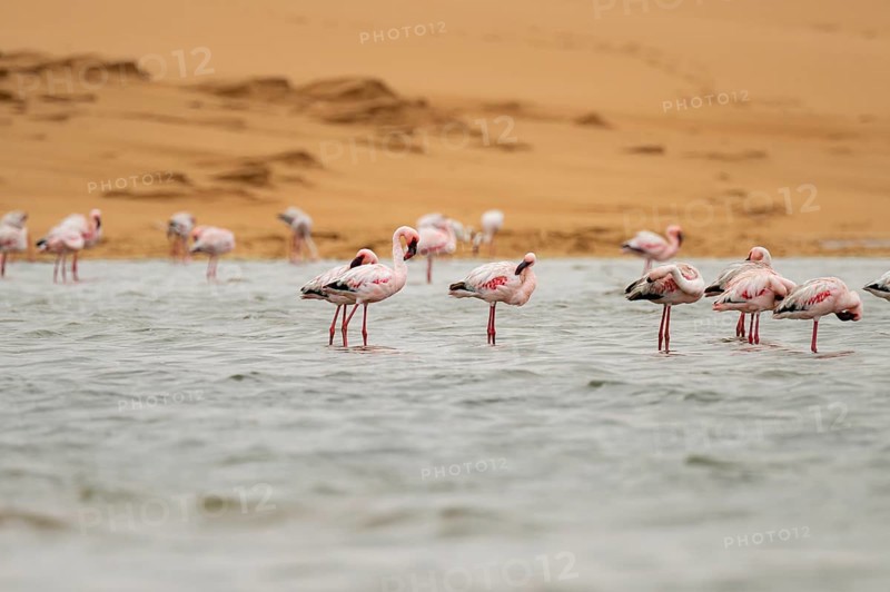 Lesser Flamingos (Phoeniconaias minor) in a lagoon off the Namib Desert, Walfish Bay, Erongo, Namibia