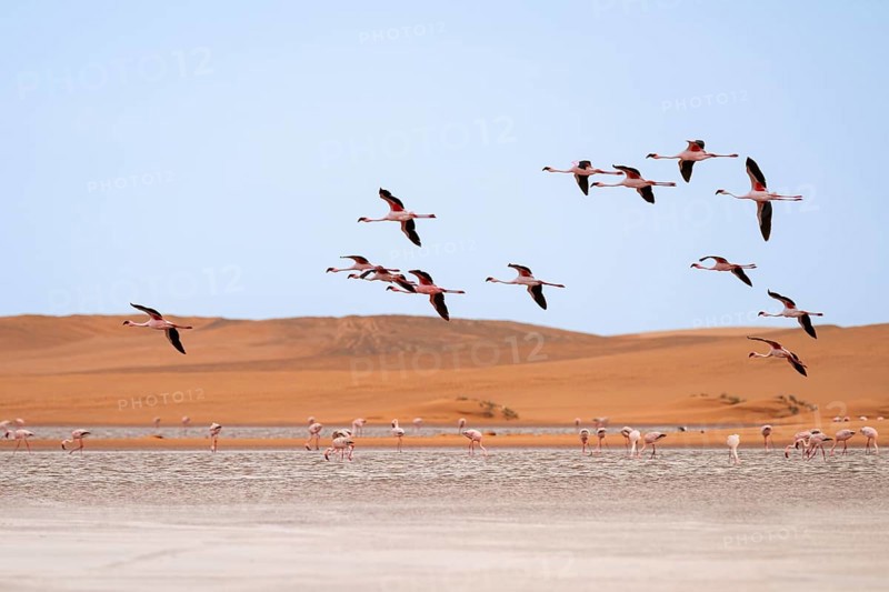 Lesser Flamingos (Phoeniconaias minor) in flight in front of the Namib Desert with lagoon, Walfish Bay, Erongo, Namibia