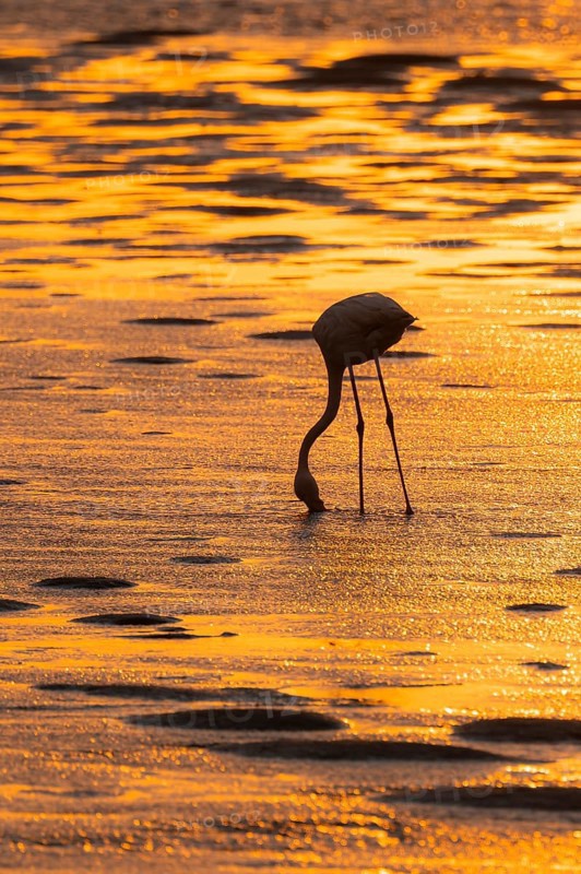 Pink flamingo (Phoenicopterus roseus) against the light, sunset, lagoon at Walfish Bay, Erongo, Namibia