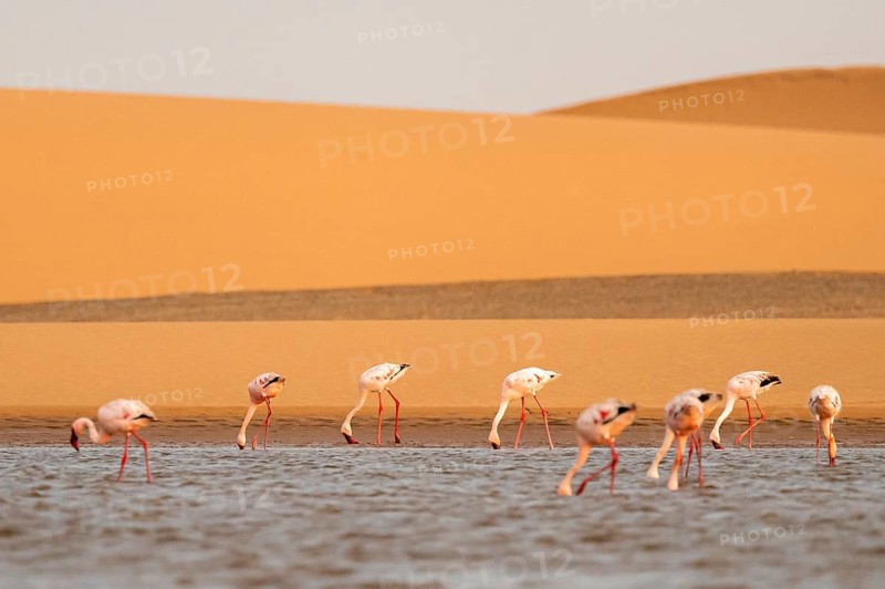Lesser Flamingos (Phoeniconaias minor) in front of the Namib Desert with lagoon, Walfish Bay, Erongo, Namibia