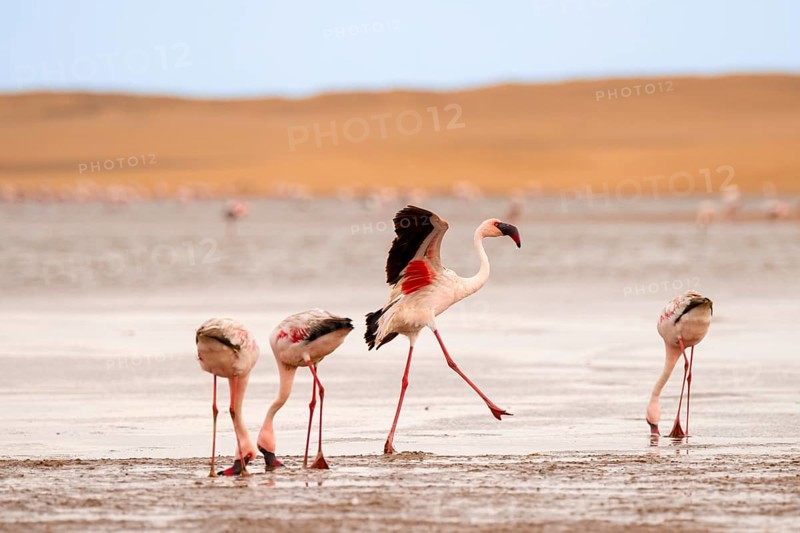Lesser Flamingos (Phoeniconaias minor) at the Namib Desert with lagoon, Walfish Bay, Erongo, Namibia