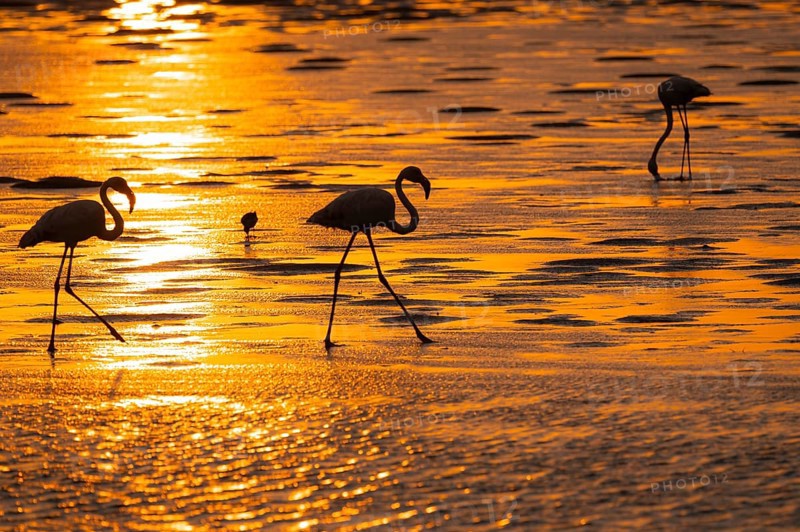 Pink flamingo (Phoenicopterus roseus) against the light, sunset, lagoon at Walfish Bay, Erongo, Namibia