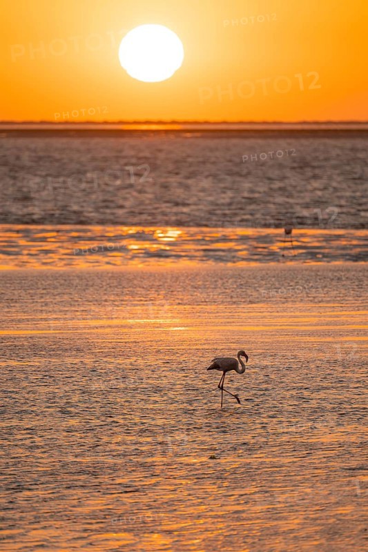 Pink flamingos (Phoenicopterus roseus) against the light, sunset, lagoon at Walfish Bay, Erongo, Namibia