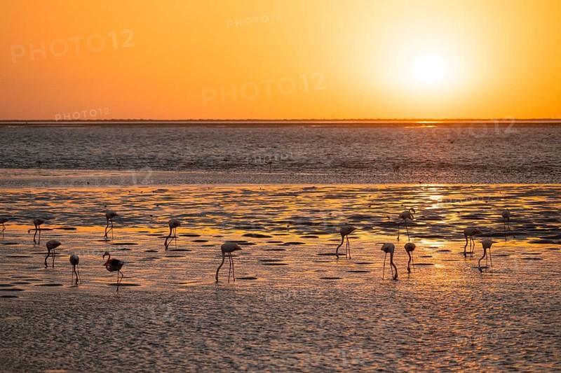 Pink flamingos (Phoenicopterus roseus) against the light, sunset, lagoon at Walfish Bay, Erongo, Namibia