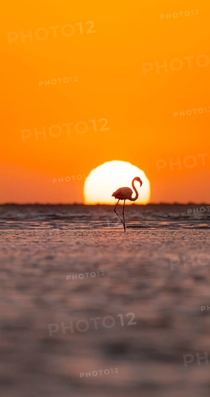 Single pink flamingo (Phoenicopterus roseus) directly in front of the setting sun, backlight, sunset, lagoon at Walfish Bay, Erongo, Namibia