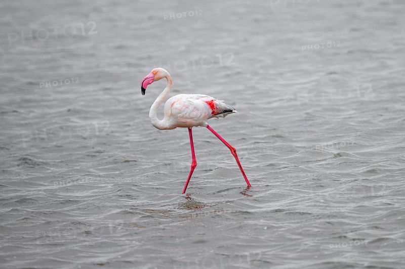 Pink flamingo (Phoenicopterus roseus) in a lagoon, Walfish Bay, Erongo, Namibia