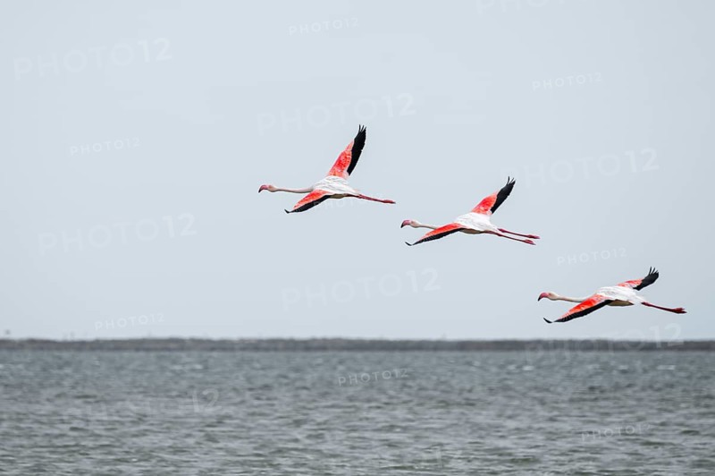 Pink flamingo (Phoenicopterus roseus) in flight, Walfish Bay, Erongo, Namibia