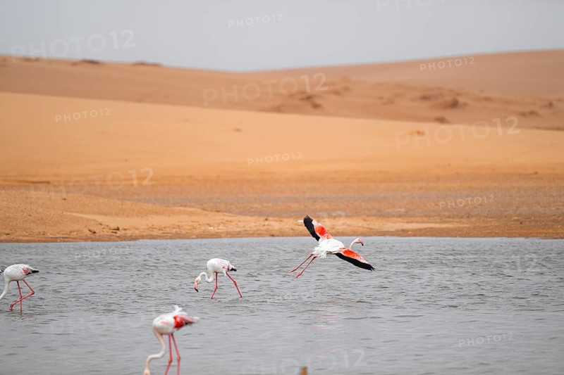 Pink flamingo (Phoenicopterus roseus) in flight in front of the Namib Desert, Walfish Bay, Erongo, Namibia
