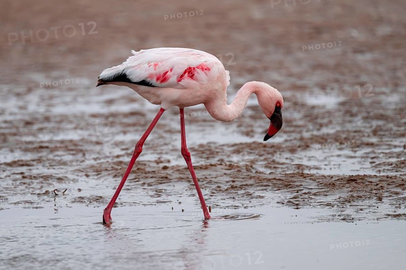 Lesser Flamingo (Phoeniconaias minor) in a lagoon, Walfish Bay, Erongo, Namibia