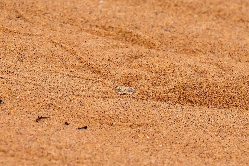 Dwarf puff adder (Bitis peringueyi) hiding in the sand, camouflage, Namib Desert, Namibia