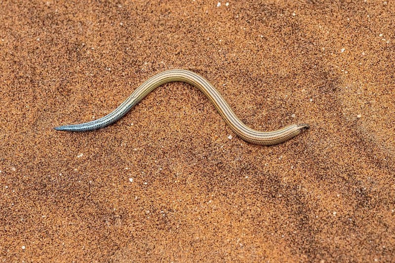 FitzSimon's burrowing skink or short blind dart skink, (Typlacontias brevipes), Namib Desert, Namibia